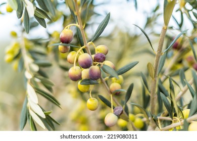 Olive Branch Close Up In A Tree Plantation, Young Plants, Ecological Plantation, Biodynamic Agriculture