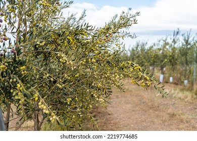 Olive Branch Close Up In A Tree Plantation, Young Plants, Ecological Plantation, Biodynamic Agriculture