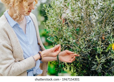 Olive branch in female hands. Close up of beautiful curly woman holding olive tree at farm in greenhouse. Home and Garden concept.
