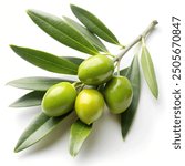 Olive branch with green olives, isolated on white background
