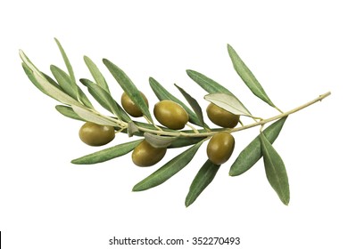 Olive branch with green olives on a white background isolated - Shutterstock ID 352270493