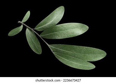 Olive branch, isolated on black background - Powered by Shutterstock