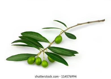 Olive Branch Isolated On White