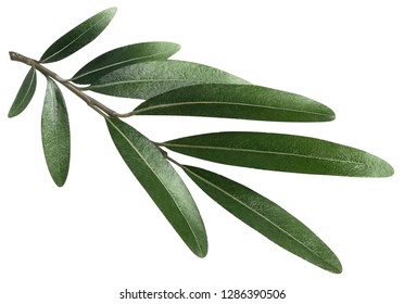 Olive Branch, Isolated On White Background