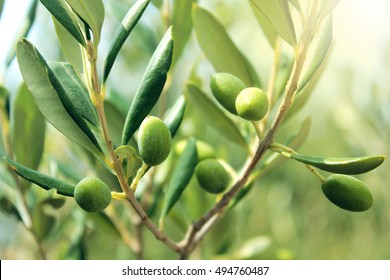 Olive Branch With Leaves And Green Olives. Olive Tree Close Up In Greece, Corfu. Mediterranean Plant, Flora.