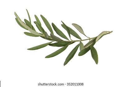 Olive branch and leaves isolated on white background