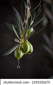 Olive Branch And Olives With Dripping Oil. Low Key Close Up Side View. Long Drop.