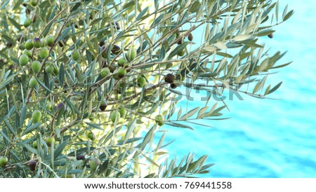 Similar – Image, Stock Photo Olive branch at the sea in Greece