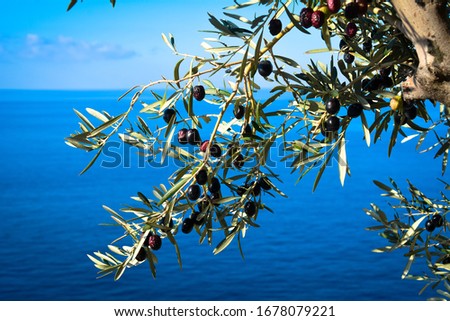 Similar – Image, Stock Photo Olive branch at the sea in Greece