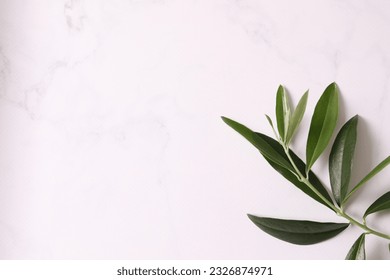 olive branch on gray background, space for text