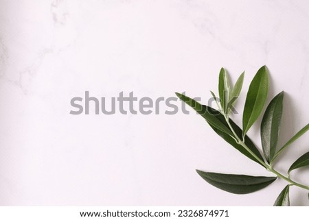 olive branch on gray background, space for text