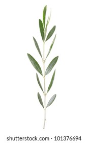 Olive branch peace symbol isolated on white, clipping path included