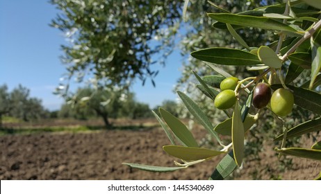 olive branch with ripe olives and farmland in the background