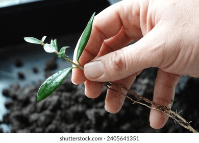 olive branch with roots held by a man, olive tree cutting reproduced by branches - Powered by Shutterstock