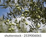 Olive branches with olives ready to be harvested