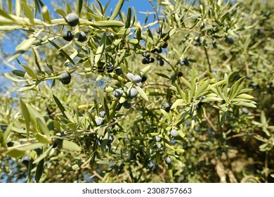 olive evergreen tree, Olea europaea with green leaves ripening fruits on branches against backdrop beautiful Mediterranean mountains, olive grove spring sunlight, beauty Spain, Andalusia, ‎Olive oil - Shutterstock ID 2308757663