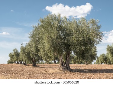 Olive farm. Olive trees in row and blue sky - Shutterstock ID 505956820