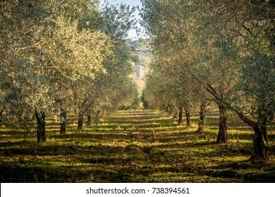 Olive Field In The Sunset Near Rome, Italy