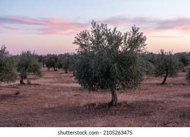 Olive Field At Sunset In The Province Of Cáceres. Estremadura