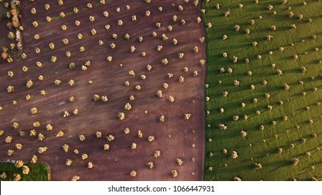 Olive Fields In Morocco In Aerial View