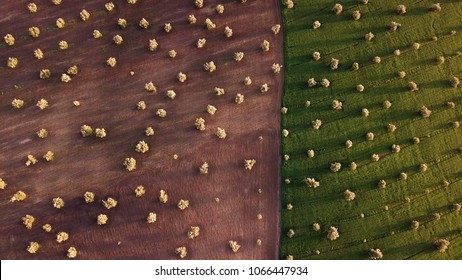 Olive Fields In Morocco In Aerial View