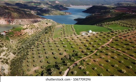 Olive Fields In Morocco In Aerial View