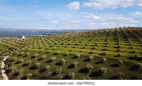 Olive Fields In Morocco In Aerial View