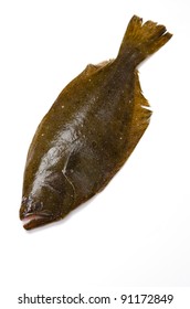 Olive Flounder