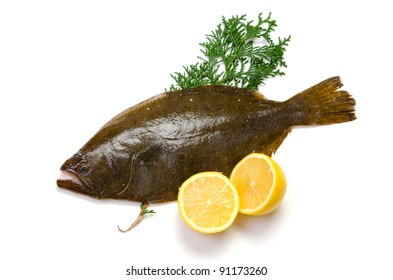 Olive Flounder