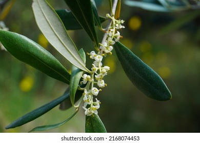 Olive Flower.  Olea europaea tree - Shutterstock ID 2168074453