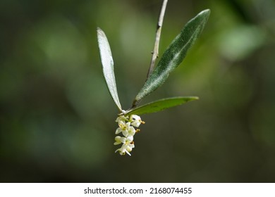 Olive Flower.  Olea Europaea Tree