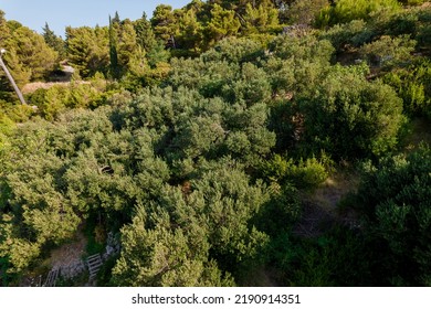 Olive Garden View From Above, Growing Olives In Rocky Terrain.