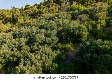 Olive Garden View From Above, Growing Olives In Rocky Terrain.