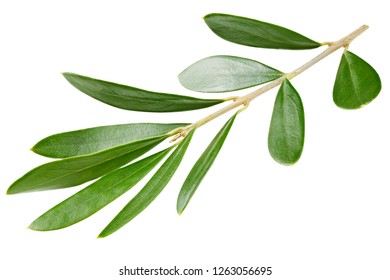 Olive Green Leaves Isolated On White Stock Photo 1263056695 | Shutterstock