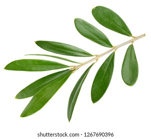 202,440 3 green leaves Images, Stock Photos & Vectors | Shutterstock