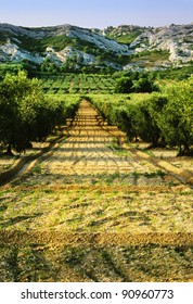 Olive Grove, Alpilles Provence France