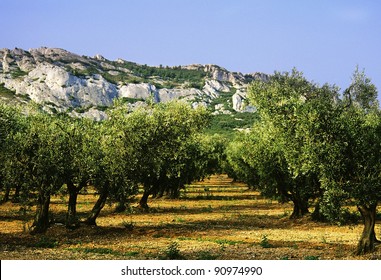 Olive Grove, Alpilles Provence France