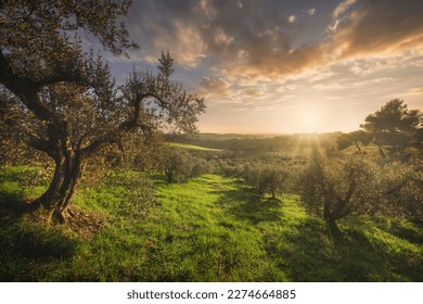 Olive grove in Alta Maremma. Panoramic landscape in Casale Marittimo. Sea on the horizon. Casale Marittimo, Pisa province, Tuscany region, Italy Europe.