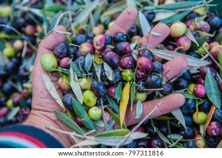 Similar – Hand of young boy full of black olives