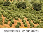 Olive grove , Hornos, Cazorla, Segura and Las Villas mountain ranges natural park, Jaen, Andalusia, Spain