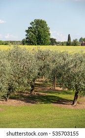 The Olive Grove In Lazise At The Lake Garda. Italy 