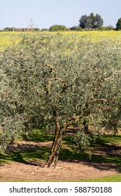 The Olive Grove In Lazise At The Lake Garda. Italy 