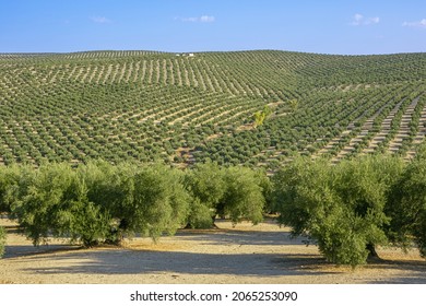 Olive Grove On A Hill, Near The Guadalquivir River