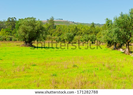 Similar – Image, Stock Photo Olive trees in rows and vineyards in Italy. Olive and wine