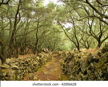 Olive Grove On The Island Of Corfu, Greece