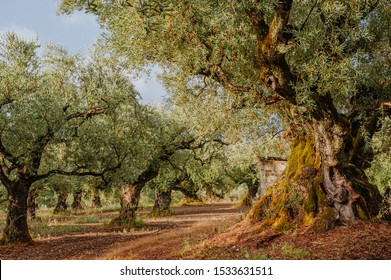 Olive Grove on the island of Greece. plantation of olive trees. - Shutterstock ID 1533631511
