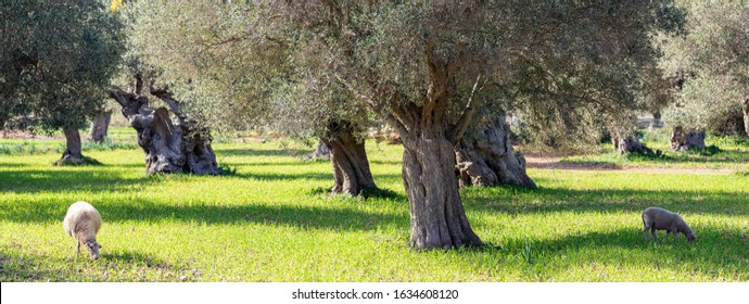 olive grove on the island of Mallorca in Spain - Shutterstock ID 1634608120