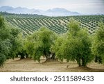 Olive grove in the province of Jaen in Andalusia