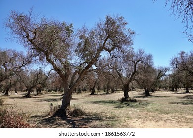 Olive grove in Puglia affected by the olive tree disease called Complex of Rapid Drying of Olive Xylella. Lecce, Salento, Puglia, Italy