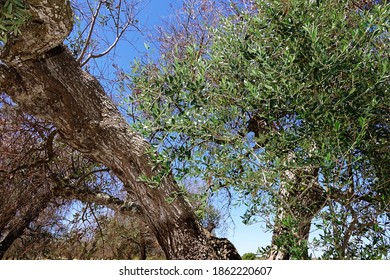 Olive grove in Puglia affected by the olive tree disease called Complex of Rapid Drying of Olive Xylella. Lecce, Salento, Puglia, Italy